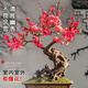 行湘紅梅樹(shù)苗室內盆栽紅梅臘梅 紅梅盆景約3-4cm粗 不含盆 源頭直發(fā)
