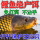 河冠鯉黑坑野釣鯉鯽魚(yú)餌料專(zhuān)用配方水產(chǎn)戶(hù)外釣魚(yú)散炮搓餌軟粘釣餌 一包【釣不了幾條】