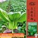 壽禾 上海青種子苗油菜小白菜秋四季蔬菜種籽 濰豐高柳上海青種子25g