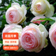 虹越（HONGYUE）經(jīng)典月季盆栽苗3L龍沙寶石花園庭院藤本灌木月季花卉KS-LC 【經(jīng)典爬藤月季】粉色龍沙寶石（3升苗帶盆）