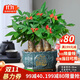 聽(tīng)雪樓三桿發(fā)財樹(shù)盆栽桌面綠植擺件室內辦公室客廳植物新房花卉 三桿發(fā)財樹(shù)+招財進(jìn)寶盆【豎紋藍釉】 含（吊牌+陶粒）