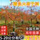 磊運(yùn)無核柿子樹苗 嫁接果樹苗庭院陽臺(tái)種植南方北方種植當(dāng)年結(jié)果 7年苗(備注品種) 81cm(含)-110cm(含)
