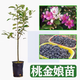 桃金娘樹(shù)苗盆栽地栽果樹(shù)苗南方北方種植當年結果四季常青果樹(shù)苗 五年苗