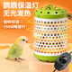 憨憨樂(lè )園鸚鵡保溫燈加熱燈鳥(niǎo)籠保暖器幼鳥(niǎo)過(guò)冬用品玄鳳鸚鵡暖燈100w
