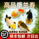 森悠（SARYOR）蘭壽金魚(yú)活魚(yú)小型國粹精品冷水魚(yú)好養招財潘氏奶牛玉兔水墨觀(guān)賞魚(yú) 混搭小號蘭壽 4-6CM 3條