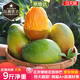 京地達攀枝花凱特芒果 9斤大果單果350g+肉厚無(wú)絲新鮮水果源頭直發(fā)