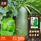 北蔬 蘿卜種子苗水果青蘿卜甜脆生吃秋季種蔬菜種籽 沙窩蘿卜種子20g