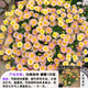 瑪格麗特盆栽帶花大苗室外陽臺庭院小雛菊糖果蜜糖四季花卉植物 瑪格麗特【蜜糖漸變色-150】