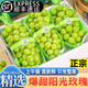 京蚨鮮【順豐】陽(yáng)光玫瑰葡萄新鮮水果晴王葡萄無(wú)籽香印提子青提當季 整箱3斤【單果8g+】新鮮爆甜