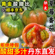 正宗丹東鐵皮草莓油柿子應季新鮮水果西紅柿生吃小番茄順豐包郵 5斤 順豐彩箱速達