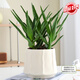 花翁盆栽室內凈化空氣花卉綠植物多肉 美人蘆薈（裙擺瓷盆）源頭直發(fā)