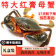 亞又婧【包活到貨】青蟹禮盒紅膏母蟹特大公蟹超大黃油蟹螃蟹中秋過(guò)年 紅膏母蟹1斤（2只）