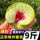 黃六爺正宗青州蜜桃毛桃桃子新鮮脆桃脆甜非水蜜桃新鮮桃子當季水果整箱 【當季新果 火熱上市】 3斤【中果】約15-30個(gè) | 頭茬上市