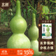 北蔬 巨型葫蘆種子種苗特大觀(guān)賞文玩庭院盆栽葫蘆籽 巨型葫蘆種子20粒