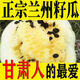 會(huì )師農人甘肅會(huì )師農人低糖大變小旱沙地籽瓜打瓜內蒙靖遠石頭瓜傳粉瓜6斤 5斤單果 2.5kg+
