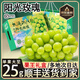 壹萌果蔬【順豐】陽(yáng)光玫瑰葡萄送貨上門(mén)禮盒送禮四川晴王葡萄無(wú)籽香印青提 5斤|超值裝【8g-20g】-凈4斤