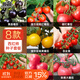 北蔬 西紅柿種子種苗盆栽小果大果番茄蔬菜種籽 8種西紅柿種子組合