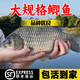 中科五號鯽魚(yú)苗黃金鯽魚(yú)工程湘云鯽土鯽淡水養殖食用活體大草魚(yú)苗 【黃金鯽魚(yú)苗4-6cm】500條送10%防損