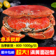 面包蟹黃油熟凍超大黃金蟹螃蟹母蟹海蟹黃道蟹生鮮蟹類(lèi) 熟凍面包蟹800g-1000g/只