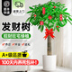 卉優(yōu)發(fā)財樹大葉綠蘿金錢樹盆栽開業(yè)喬遷客廳辦公室內(nèi)送禮大型綠植 發(fā)財樹單桿1.6-1.8米 圓柱樹脂盆