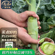 壽禾 大芯香菇芥蘭種子雞腿芥藍(lán)紫芥蘭蔬菜壽光農(nóng)家秋冬季播種菜種籽 雞腿芥蘭種子12g約2500粒