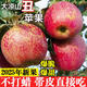 甜果源 大涼山丑蘋(píng)果 冰糖心蘋(píng)果四川應季水果食果禮品禮盒新鮮水果包郵 凈重8.5-9斤【超值實(shí)惠】 中果【單果70-75mm】
