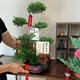 Only you【兩小時(shí)達】五層塔松盆栽青松綠植教師節禮物松樹(shù)盆景室內植物 學(xué)術(shù)長(cháng)青【精致造景五層塔松盆景】 送導師推薦