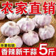 精品干大蒜大祘自種當(dāng)季紫皮大蒜新鮮蔬菜批發(fā) 大蒜【≥4mm】?jī)糁?.8斤