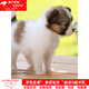 小型幼犬狗長(cháng)毛狗小型犬哈巴狗帥氣長(cháng)不大白花幼崽學(xué)生版 田園級 花色狗狗 公母備注