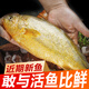 冰鮮部族大黃花魚(yú) 深海大黃魚(yú)海捕活凍鮮活大海魚(yú)鮮海鮮水產(chǎn) 【深海大黃花魚(yú)250g*4條】2斤裝