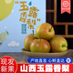 京鮮諾 正宗玉露香梨【順豐快遞】隰縣晉蜜蜂蜜梨皮薄脆甜當季水果禮盒5斤大果9顆左右 | 單果240g+彩箱裝