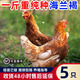 二斤重海蘭褐雞活苗半大產(chǎn)蛋王下蛋雞苗高產(chǎn)青年母雞散養土雞苗 0.8-1斤重海蘭褐  5只【2公3母】