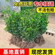 圍墻籬笆植物大葉北海道黃楊苗冬青樹(shù)苗耐寒庭院綠籬樹(shù)苗四季常青 冬青50-60厘米高(50棵)耐寒耐旱 不含盆