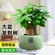 京云夢(mèng) 三桿發(fā)財樹(shù)大盆栽植物室內盆景四季常青綠植客廳綠福盆源頭直發(fā)
