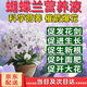 艾尚棵蝴蝶蘭專(zhuān)用營(yíng)養液肥料蘭花專(zhuān)用肥催花箭專(zhuān)用花肥催芽素速效開(kāi)花素 蝴蝶蘭花開(kāi)爆滿(mǎn)【1瓶】 滿(mǎn)屋爆滿(mǎn)花