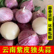 味小仙云南紫皮獨頭蒜干蒜 2025新蒜大蒜頭蔬菜生鮮 特大號(3.5cm-4.0cm)干蒜 3斤