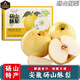 南步安徽碭山酥梨 宿州特產(chǎn)湯山梨翠冠梨香梨秋雪梨新鮮孕婦水果禮盒 12枚 精品大果【禮盒裝】