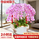 卉優(yōu)【兩小時(shí)達同城】蝴蝶蘭盆栽開(kāi)業(yè)喬遷佛堂供花年宵花生日喬遷送禮 【特級蝴蝶蘭】粉色10株-瓷盆隨機