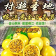榕江黃金百香果超甜貴州村超產(chǎn)地百香果精品特大百香果孕婦之水果 精品特果[單果重：90g-105] 2250g