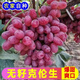 博多客克倫生無(wú)籽紅提 葡萄 脆甜無(wú)籽提子 順豐冷鏈 新鮮水果當季現摘 3斤