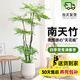 愛(ài)優(yōu)尚精品南天竹室內辦公室大型綠植盆栽客廳造景真樹(shù)四季常青源頭直發(fā)