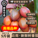 【順豐可選】樹(shù)番茄 新鮮洋酸茄云南特產(chǎn)水果西紅柿樹(shù)蕃茄小番茄 【樹(shù)番茄】 2斤 大果（8枚左右/斤） |普通快遞