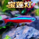 紅綠燈寶蓮燈黑尾大勾噴火燈觀(guān)賞魚(yú)小型熱帶魚(yú)群游包郵好養 1.8-2.2cm寶蓮燈10條送1條備損