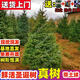 鮮活圣誕樹(shù)真樹(shù)活的挪威云杉樹(shù)諾貝松香松商場(chǎng)圣誕節耐寒綠植盆栽 圣誕樹(shù)高50-60厘米【單獨一棵樹(shù)  無(wú)贈品】