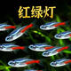 紅綠燈寶蓮燈黑尾大勾噴火燈觀(guān)賞魚(yú)小型熱帶魚(yú)群游包郵好養 1.8-2.2cm紅綠燈10條送1條備損