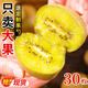 河南西峽黃心獼猴桃新鮮奇異果G3金果獼猴桃當季現摘水果孕婦水果 新西蘭同款黃金奇異果 大果24枚【單果80-100克】