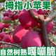 千園九味東北雞心果拇指小蘋(píng)果當季孕婦水果糖心小果錦繡新鮮海棠酸甜口 優(yōu)選凈重5斤【單果35mm+】