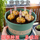 花語(yǔ)笙默香水百合花種球盆栽地栽重瓣花卉好養四季播種球根好養活花園庭院 混色百合種球 5個(gè)種球+肥料