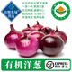 【有機】洋蔥 涼拌提味增香食材生鮮蔬菜 新鮮去皮紫洋蔥黃圓蔥頭 1200g【有機洋蔥顏色隨機】