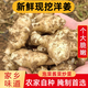 新鮮洋姜現(xiàn)挖現(xiàn)發(fā)野鬼子姜不辣農(nóng)家蔬菜醬產(chǎn)地直銷菊芋生洋姜 1500g